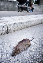 Image showing Dead rat