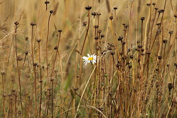 Image showing white flower on a yellow field