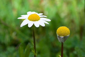 Image showing Daisys
