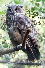 Image showing Eurasin Eagle-owl