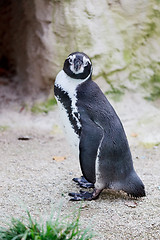 Image showing Humboldt penguin