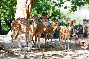 Image showing Sika deers
