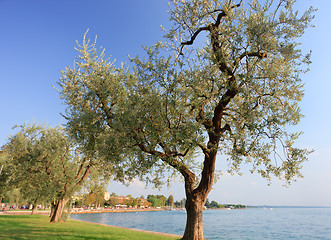 Image showing Olive trees near lake Garda in Bardolino