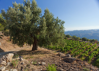 Image showing Olive tree in Calabria