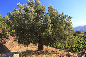 Image showing Olive tree