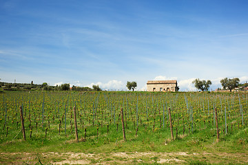 Image showing Vineyard with new vines and rustic building