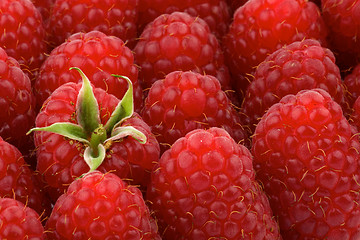 Image showing Perfect Ripe Raspberries Background