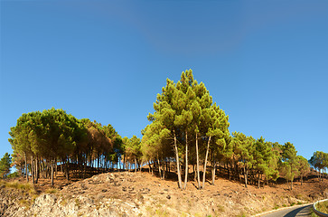 Image showing Mediterranean pines on calabrian hills