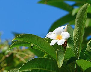 Image showing White natural frangipani