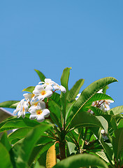 Image showing Group of white frangipani