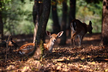 Image showing deer calf in worm light