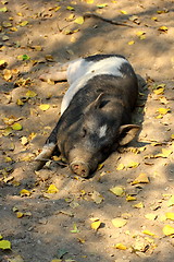 Image showing lazy pig sleeping