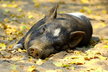 Image showing lazy pig