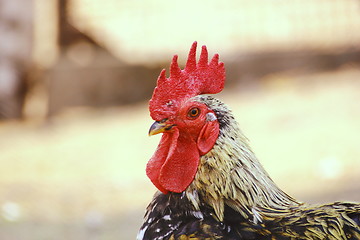 Image showing rooster