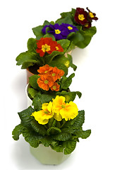 Image showing Primula