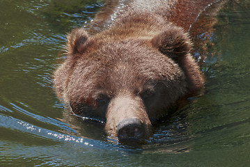 Image showing Grizzly Bear