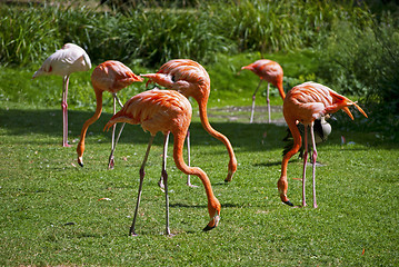 Image showing Flamingos