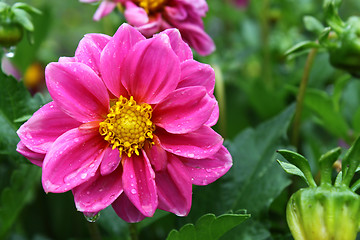 Image showing Beautiful flower with water drops