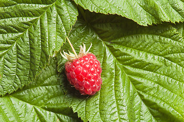 Image showing Berries of a raspberry on leaves, a close up