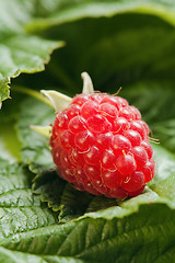 Image showing Berries of a raspberry on leaves, a close up