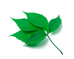 Image showing Green virginia creeper leaves on white background