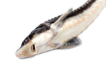 Image showing Sterlet fish on white background