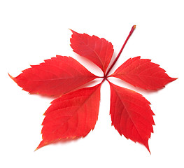 Image showing Red autumn virginia creeper leaf on white background