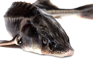 Image showing Sterlet fish on white background