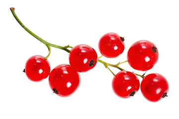 Image showing a bunch of red currant, isolated on white 