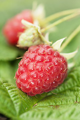 Image showing Berries of a raspberry on leaves, a close up