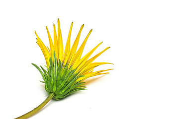 Image showing Flower