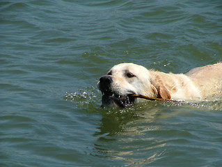 Image showing swimming dog