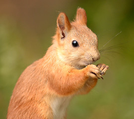 Image showing squirrel