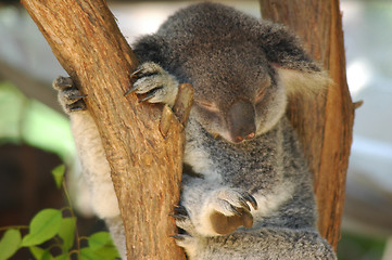 Image showing The Koala