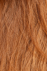 Image showing woman hair