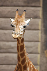 Image showing The Baby Giraffe