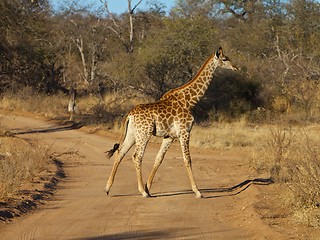 Image showing Giraffe