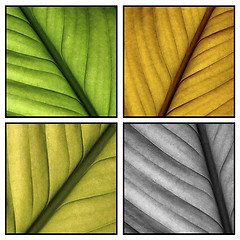 Image showing Autumn leaf details