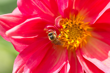 Image showing Honey bee pollinating a flower