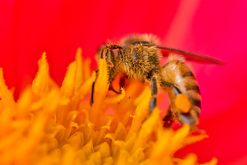 Image showing Honey bee pollinating a flower