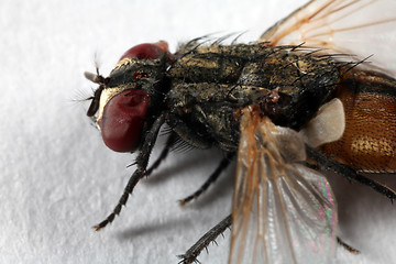 Image showing Big fly