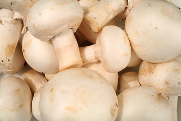 Image showing Champignon