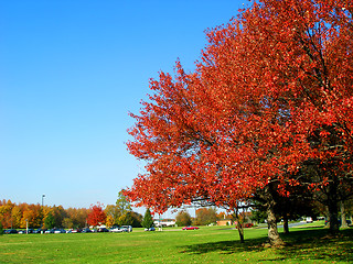 Image showing Red Maple in Fall