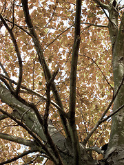 Image showing Soft Color Fall Tree