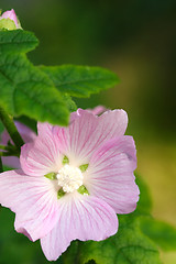 Image showing Flowers, Soft Pink Flower