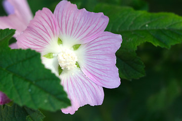 Image showing Flowers, Soft Pink Flower