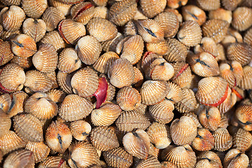 Image showing Shellfish Blood Cockles - edible background