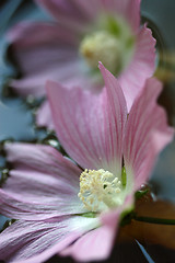 Image showing Flowers, Soft Pink Flower