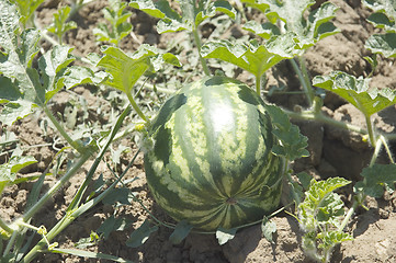 Image showing Water-melon field