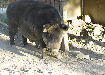 Image showing Wild boar in the zoo